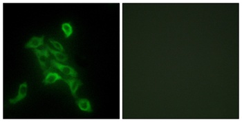 COX6c rabbit pAb Antibody