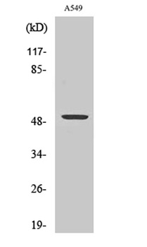 CPM rabbit pAb Antibody
