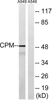 CPM rabbit pAb Antibody