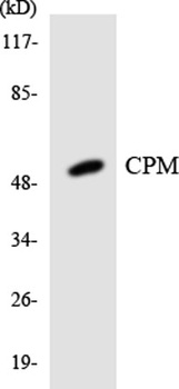 CPM rabbit pAb Antibody