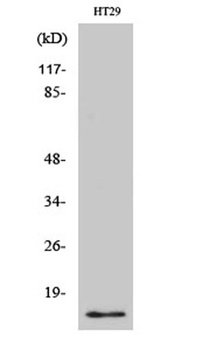 CRABP-II rabbit pAb Antibody
