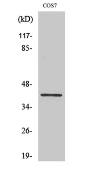 Crk-L rabbit pAb Antibody
