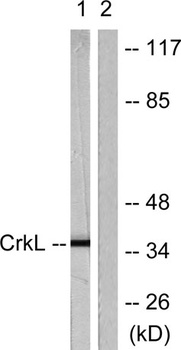 Crk-L rabbit pAb Antibody
