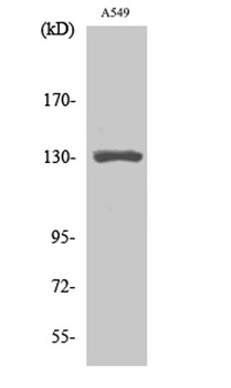CRSP130 rabbit pAb Antibody