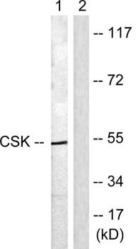 Csk rabbit pAb Antibody
