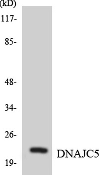 CSP rabbit pAb Antibody