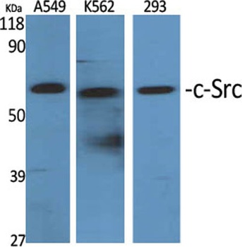 c-Src rabbit pAb Antibody