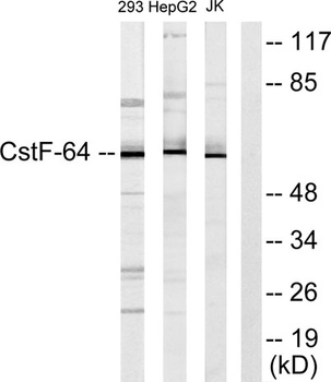 CstF-64 rabbit pAb Antibody
