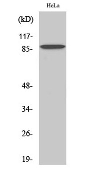 C-TAK1 rabbit pAb Antibody