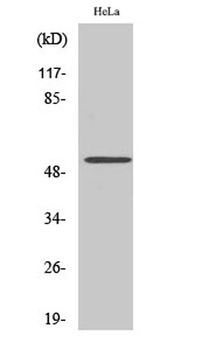 CUG-BP1 rabbit pAb Antibody