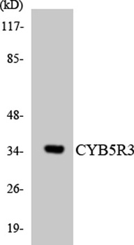 CYB5R3 rabbit pAb Antibody