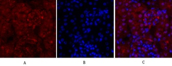 Cyclin A rabbit pAb Antibody