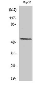 Cyclin L1 rabbit pAb Antibody
