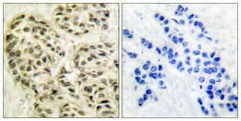 Cyclin L1 rabbit pAb Antibody