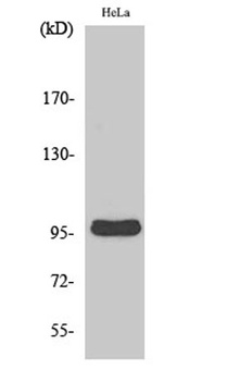 Cyclin M2 rabbit pAb Antibody