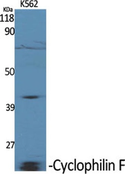 Cyclophilin F rabbit pAb Antibody