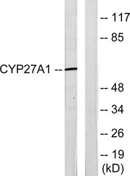 CYP27A1 rabbit pAb