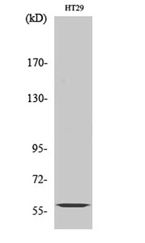 CYP2J2 rabbit pAb Antibody