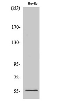 CYP2S1 rabbit pAb Antibody