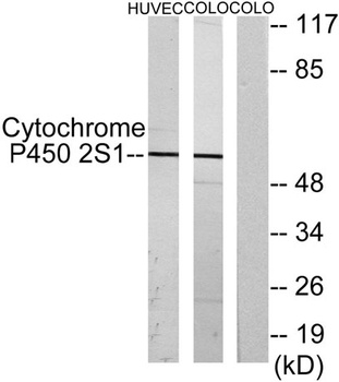 CYP2S1 rabbit pAb Antibody