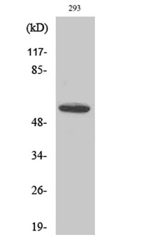 CYP8B1 rabbit pAb Antibody