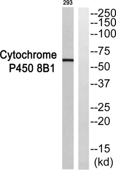 CYP8B1 rabbit pAb Antibody