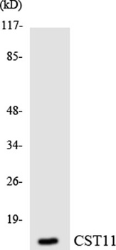 Cystatin 11 rabbit pAb Antibody