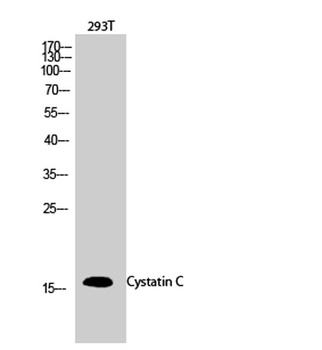 Cystatin C rabbit pAb Antibody