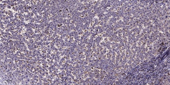 Cytochrome b5 rabbit pAb Antibody