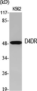 D4DR rabbit pAb Antibody