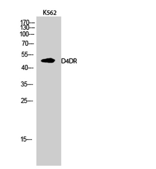 D4DR rabbit pAb Antibody