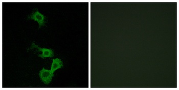 Dab1 rabbit pAb Antibody