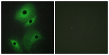 DAN rabbit pAb Antibody
