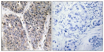 DAN rabbit pAb Antibody