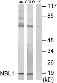 DAN rabbit pAb Antibody
