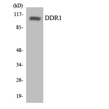 DDR1 rabbit pAb Antibody