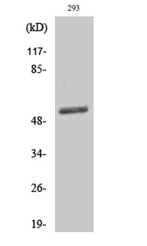 Dematin rabbit pAb Antibody