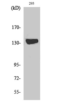 DGK-ι rabbit pAb Antibody