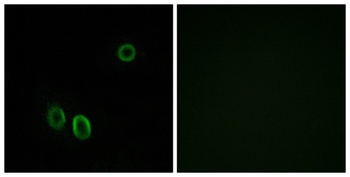 D-GPCR rabbit pAb Antibody