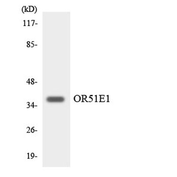 D-GPCR rabbit pAb Antibody