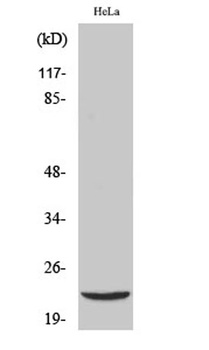 DJ-1 rabbit pAb Antibody