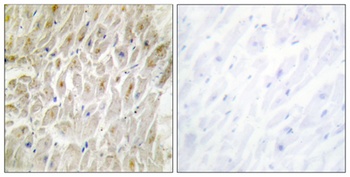 Dlx-3 rabbit pAb Antibody