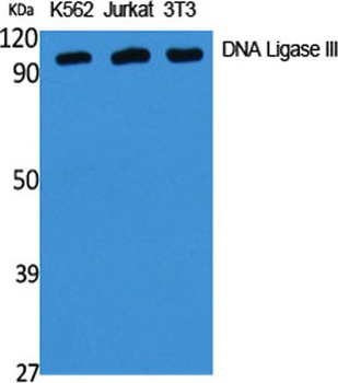 DNA Ligase III rabbit pAb Antibody