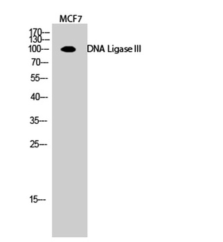DNA Ligase III rabbit pAb Antibody