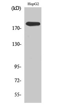 DNA pol α rabbit pAb Antibody
