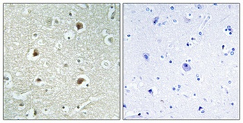 DnaJB4 rabbit pAb Antibody