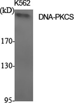 DNA-PKCS rabbit pAb Antibody