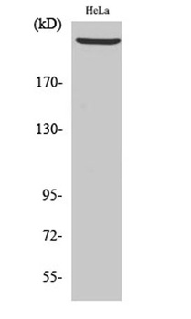 DNA-PKCS rabbit pAb Antibody