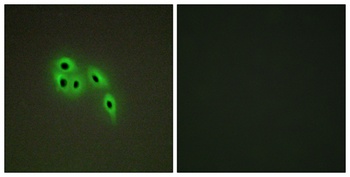Dok-6 rabbit pAb Antibody