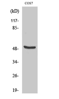DP-2 rabbit pAb Antibody